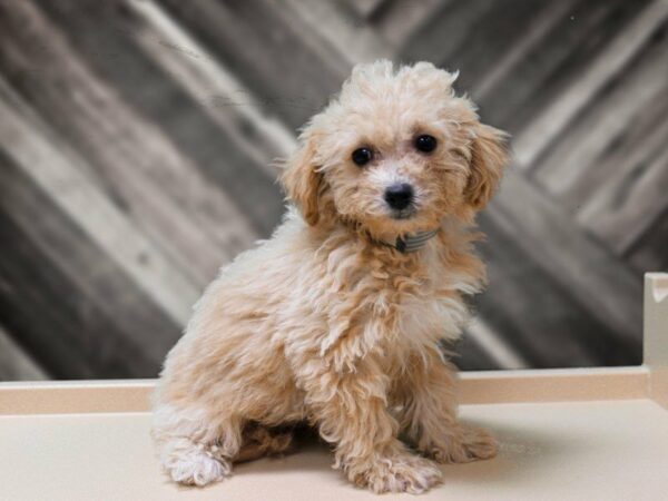 Poochon DOG Female APCT 23975 Petland Racine, Wisconsin