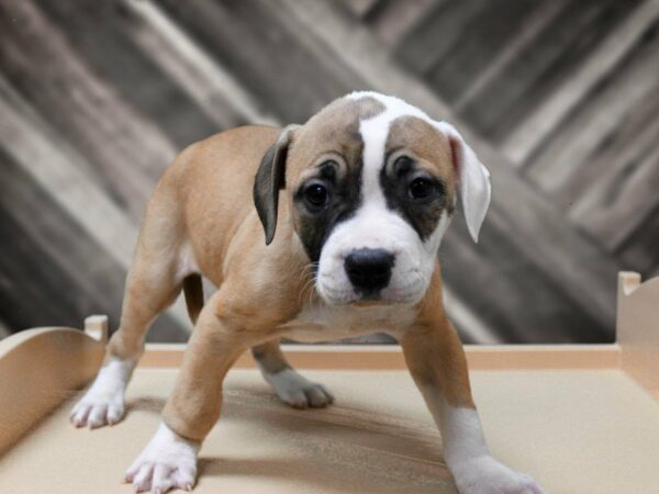 American Bulldog-DOG-Male-RED/WH TUXEDO-23970-Petland Racine, Wisconsin