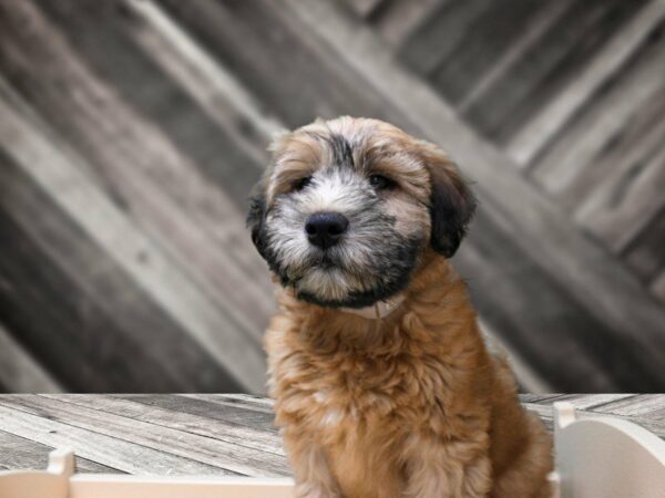 Soft Coated Wheaten Terrier-DOG-Male-Wheaten-23956-Petland Racine, Wisconsin