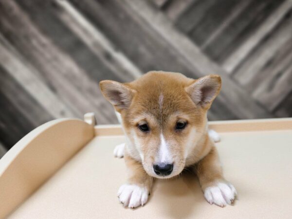Shiba Inu-DOG-Female-Red Sesame-23960-Petland Racine, Wisconsin