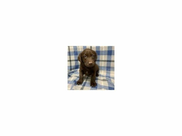 Labrador Retriever-DOG-Female-Chocolate-24006-Petland Racine, Wisconsin
