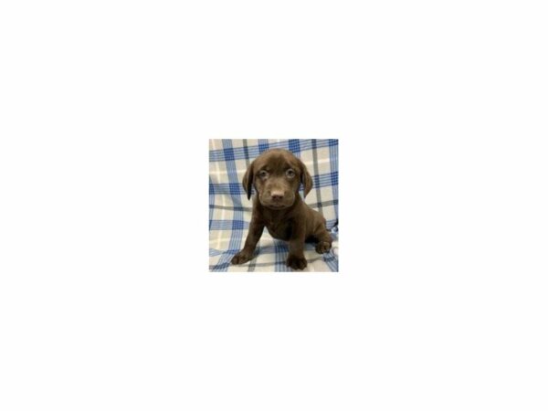 Labrador Retriever-DOG-Female-Chocolate-24005-Petland Racine, Wisconsin