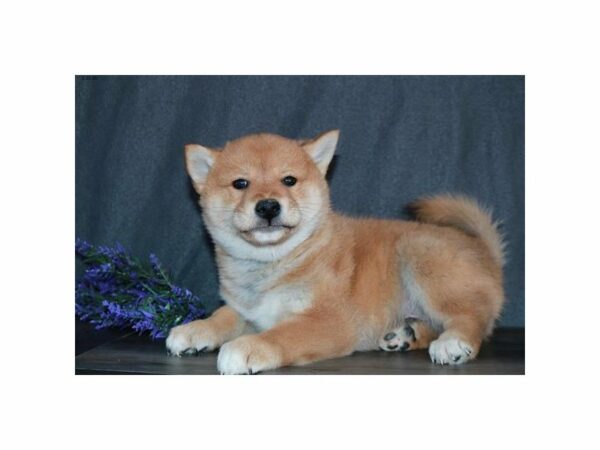 Shiba Inu-DOG-Male-Red-23994-Petland Racine, Wisconsin