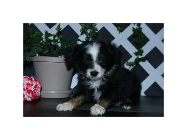 Toy Australian Shepherd-DOG-Male-Black / White-23992-Petland Racine, Wisconsin