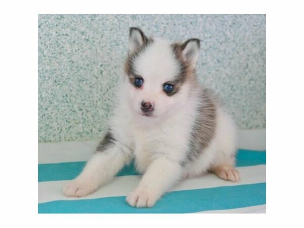 Pomsky-DOG-Male-Gray-24000-Petland Racine, Wisconsin