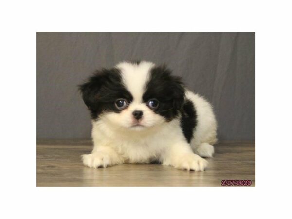 Japanese Chin-DOG-Female-Black / White-23989-Petland Racine, Wisconsin