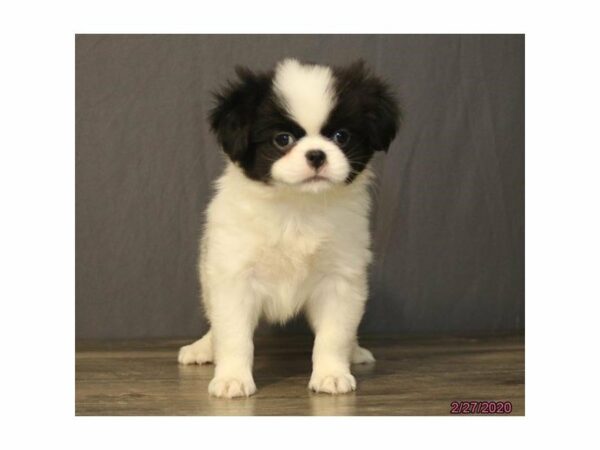 Japanese Chin-DOG-Male-Black / White-23988-Petland Racine, Wisconsin