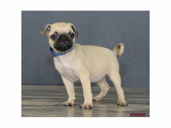 Pug-DOG-Male-Fawn-15434-Petland Racine, Wisconsin