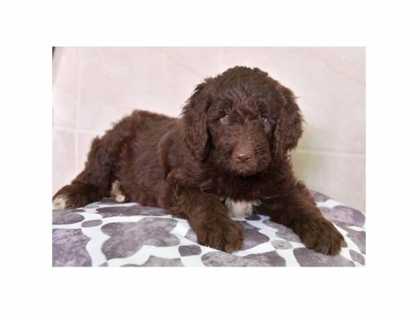 Newfoundland/Poodle-DOG-Female-Chocolate-15436-Petland Racine, Wisconsin