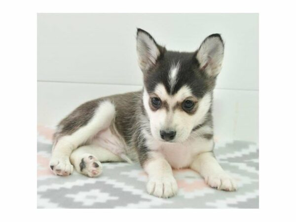 Klee Kai/Aussie-DOG-Male-Black / White-15431-Petland Racine, Wisconsin