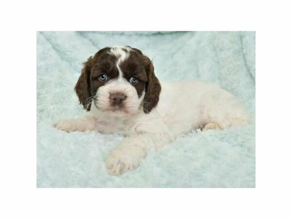 Cock A Poo-DOG-Male-Chocolate/White-15440-Petland Racine, Wisconsin