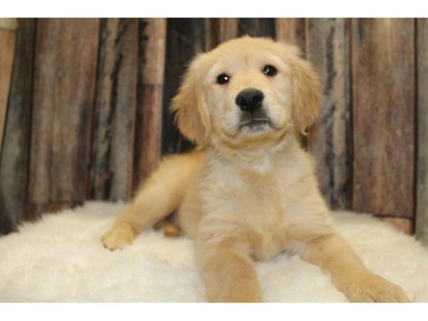 Golden Retriever-DOG-Female-Golden-15442-Petland Racine, Wisconsin