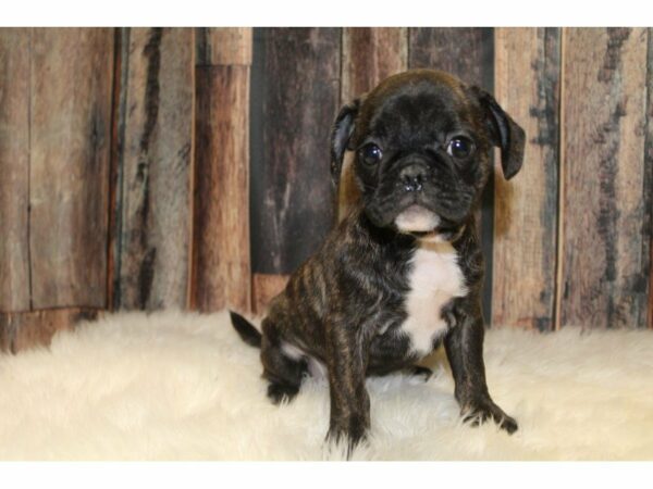 Frenchie-Pug-DOG-Female-Brindle-15443-Petland Racine, Wisconsin