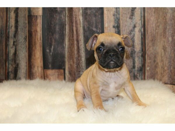 Frenchie-Pug-DOG-Female-Fawn-15444-Petland Racine, Wisconsin