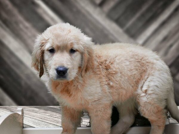 Golden Retriever-DOG-Female-Cream-23997-Petland Racine, Wisconsin