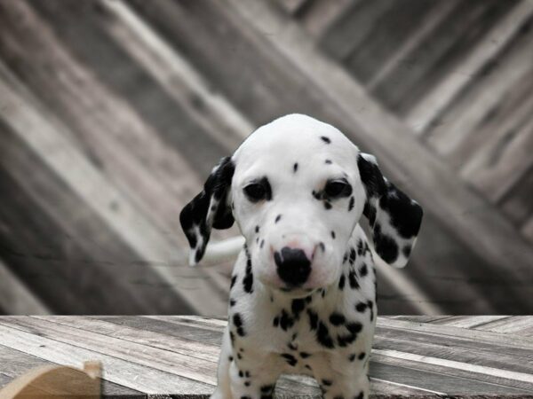 Dalmatian DOG Female White / Black 23998 Petland Racine, Wisconsin