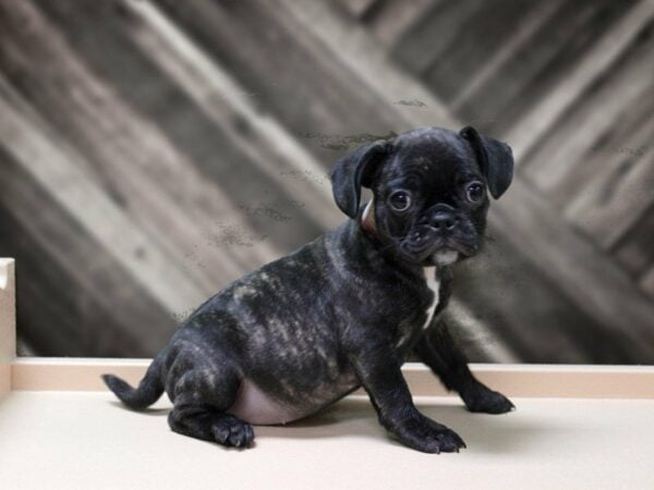 French Bulldog / Pug-DOG-Female-BRINDLE-24004-Petland Racine, Wisconsin