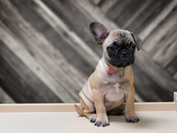 French Bulldog / Pug-DOG-Female-FAWN-24003-Petland Racine, Wisconsin