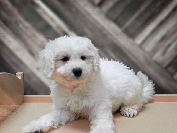 Bichonpoo-DOG-Male-Cream-23987-Petland Racine, Wisconsin