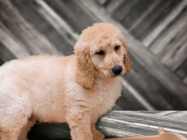 Goldendoodle 2nd Gen-DOG-Male-Golden-23996-Petland Racine, Wisconsin