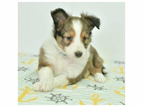 Shetland Sheepdog-DOG-Male-Sable / White-24018-Petland Racine, Wisconsin