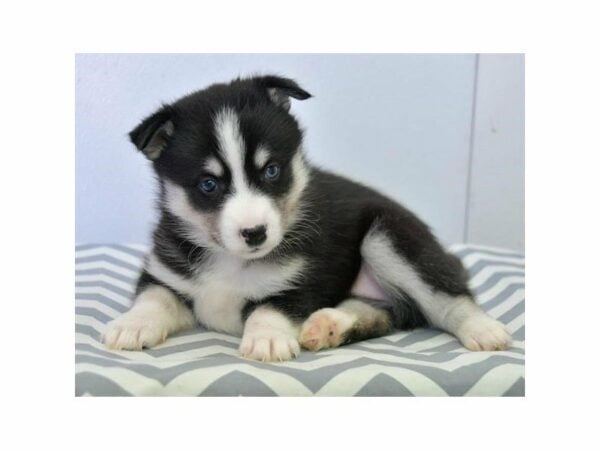 Huskimo-DOG-Female-Black / White-24009-Petland Racine, Wisconsin