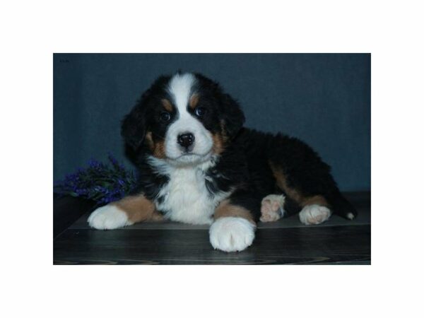 Bernese Mountain Dog-DOG-Male-Black Rust / White-24014-Petland Racine, Wisconsin