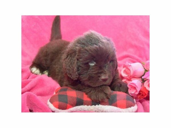 Newfoundland-DOG-Male-Chocolate-24016-Petland Racine, Wisconsin
