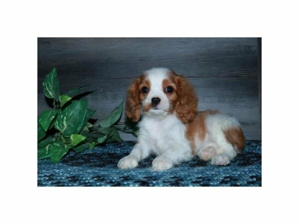 Cavalier King Charles Spaniel-DOG-Female-Blenheim-24011-Petland Racine, Wisconsin