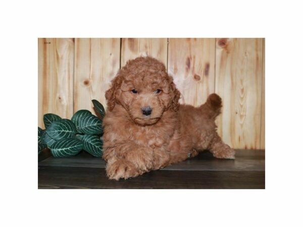 Mini Goldendoodle 2nd Gen-DOG-Male-Red-24022-Petland Racine, Wisconsin