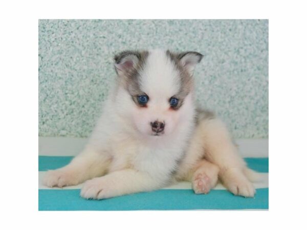 Pomsky-DOG-Male-Gray / White-24010-Petland Racine, Wisconsin