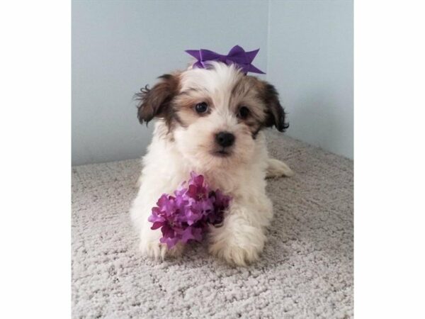 Bichon Frise / Teddy Bear-DOG-Female-White-24024-Petland Racine, Wisconsin