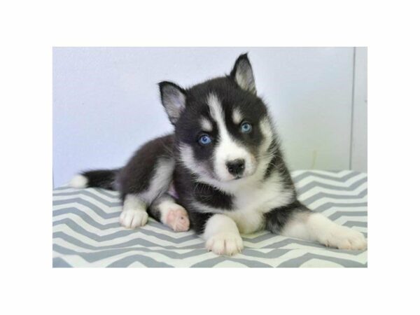 American Eskimo Dog/Siberian Husky-DOG-Male-Black / White-15456-Petland Racine, Wisconsin