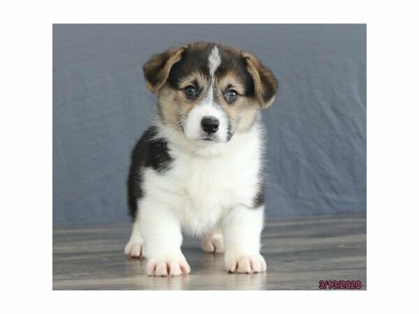 Pembroke Welsh Corgi-DOG-Male-Tri-Colored-15450-Petland Racine, Wisconsin