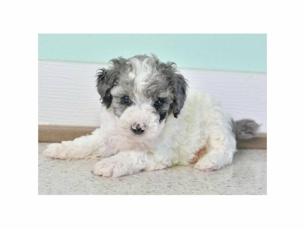 Poodle-DOG-Male-Blue Merle-15451-Petland Racine, Wisconsin