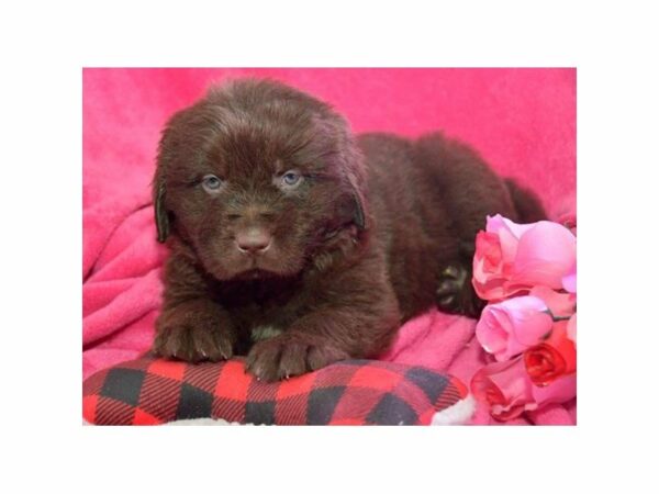 Newfoundland-DOG-Male-Chocolate-15453-Petland Racine, Wisconsin