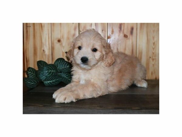Goldendoodle Mini 2nd Gen-DOG-Male-Apricot-15455-Petland Racine, Wisconsin