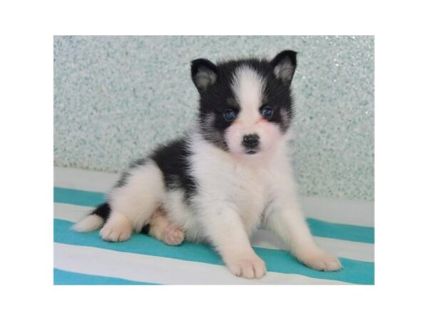 Pomsky-DOG-Male-Black / White-15457-Petland Racine, Wisconsin