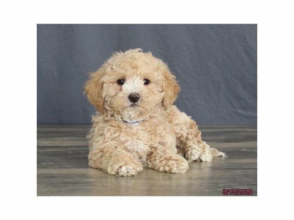 Poodle/Bichon DOG Male Apricot 15458 Petland Racine, Wisconsin