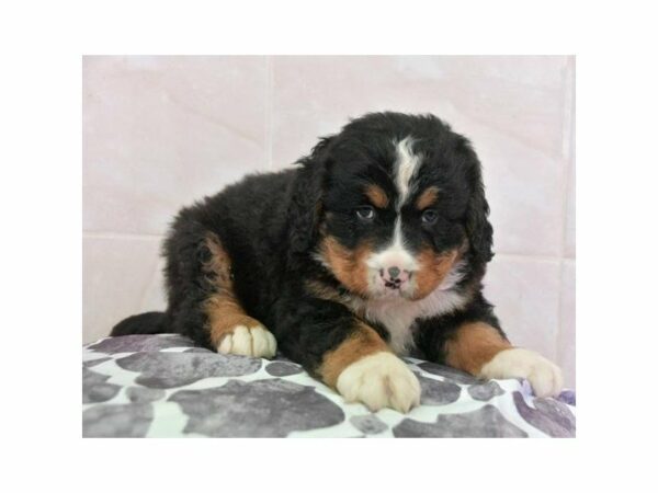 Bernese Mountain Dog-DOG-Male-Tri-Colored-15459-Petland Racine, Wisconsin