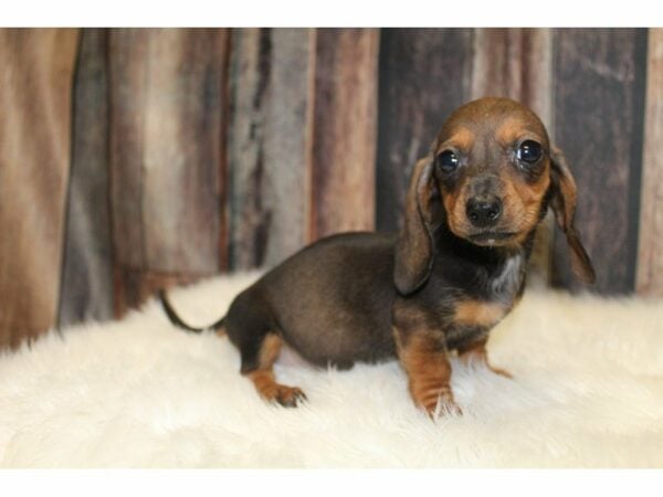 Dachshund-DOG-Male-Red & Tan-15445-Petland Racine, Wisconsin