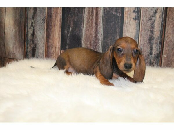 Dachshund-DOG-Female-Wild Boar-15446-Petland Racine, Wisconsin