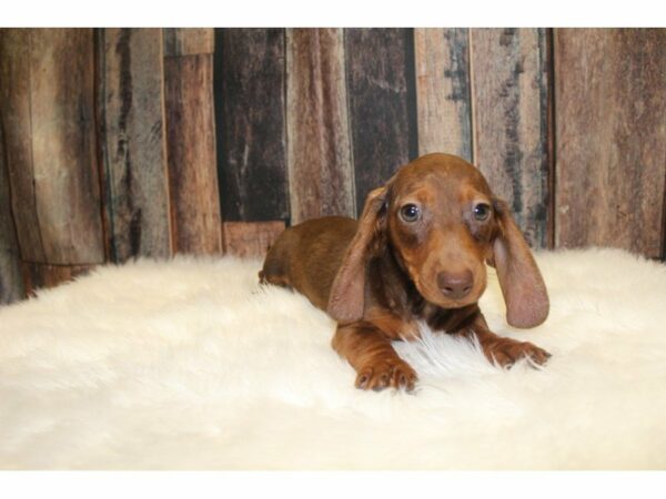 Dachshund-DOG-Male-Chocolate & Tan-15447-Petland Racine, Wisconsin