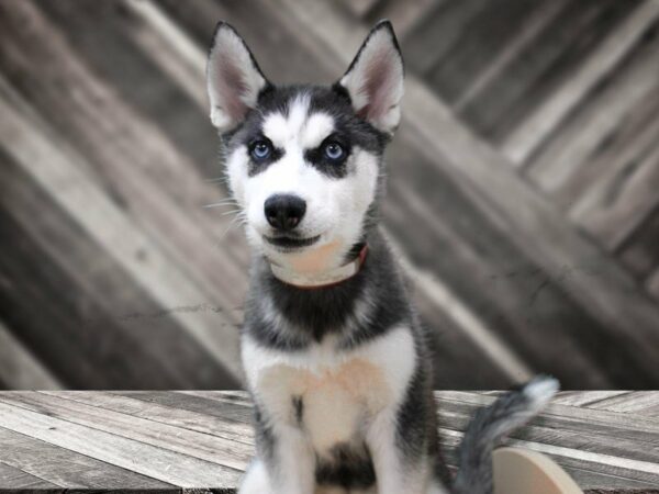 Siberian Husky-DOG-Female-Black / White-24015-Petland Racine, Wisconsin
