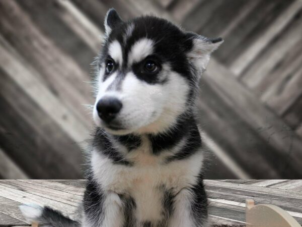 Siberian Husky-DOG-Male-Black / White-24019-Petland Racine, Wisconsin
