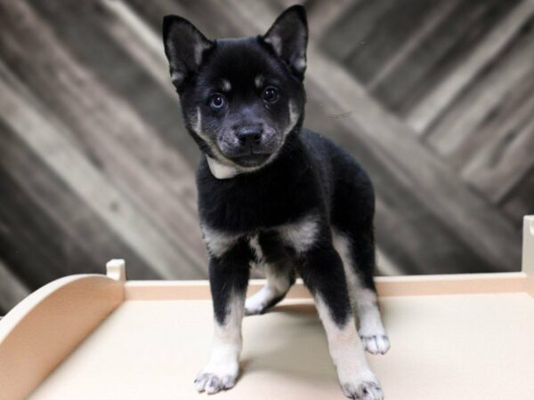 Alaskan Klee Kai-DOG-Male-Black / Tan-24023-Petland Racine, Wisconsin