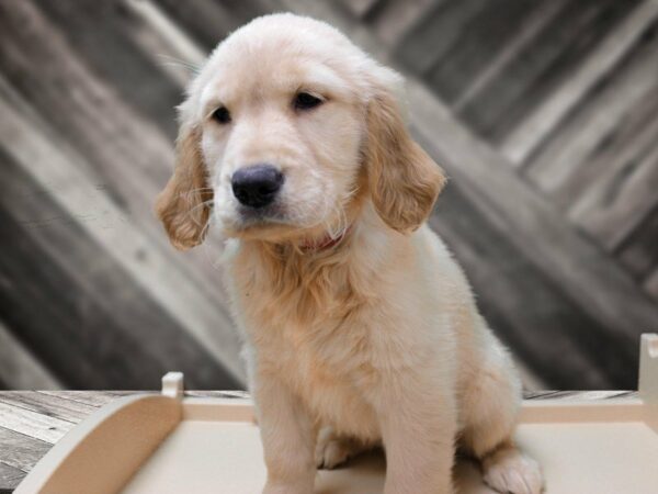 Golden Retriever-DOG-Female-Light Golden-24026-Petland Racine, Wisconsin