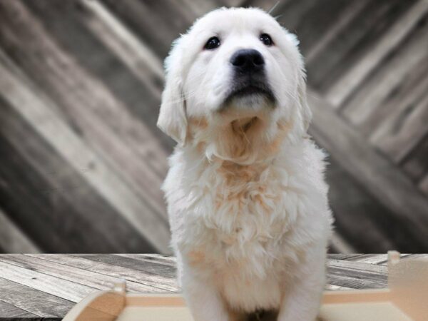 Golden Retriever-DOG-Male-Cream-24025-Petland Racine, Wisconsin