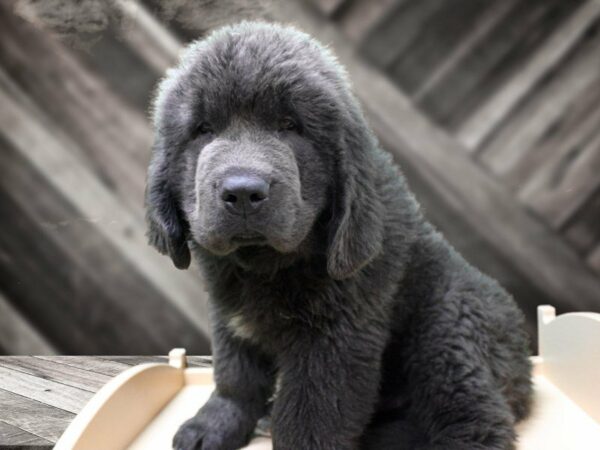 Newfoundland DOG Male GREY 24030 Petland Racine, Wisconsin