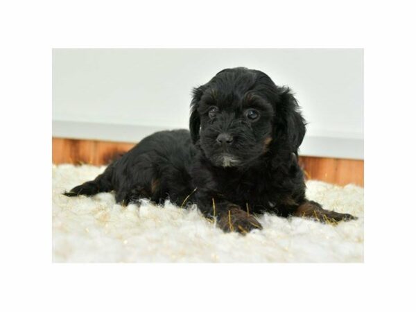 Havapoo DOG Female Black 15468 Petland Racine, Wisconsin